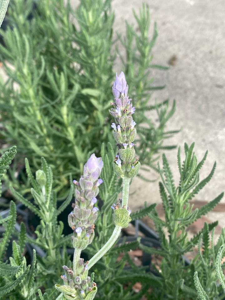 Lavandula dentata (French Lavender)