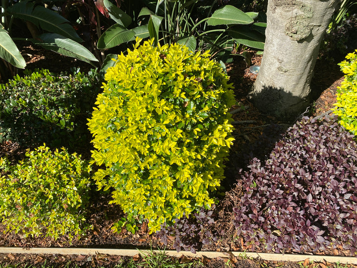 Duranta repens 'Sheena's Gold' (Golden Duranta)