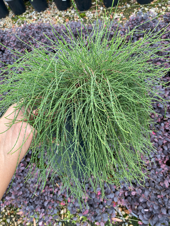 Casuarina glauca 'Cousin It'