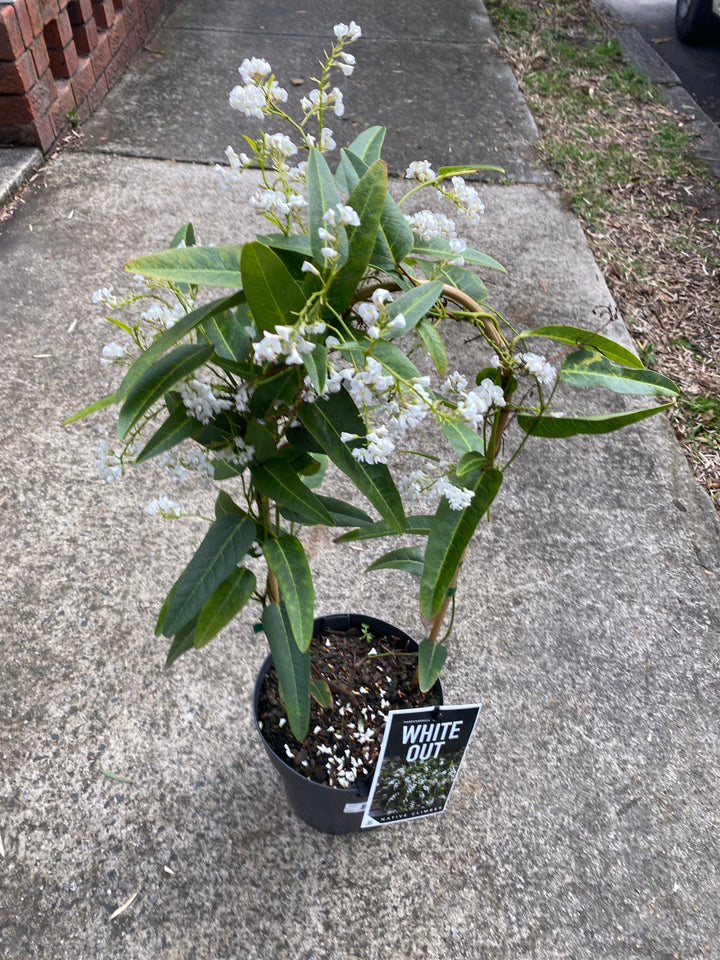 Hardenbergia violacea 'White Out'