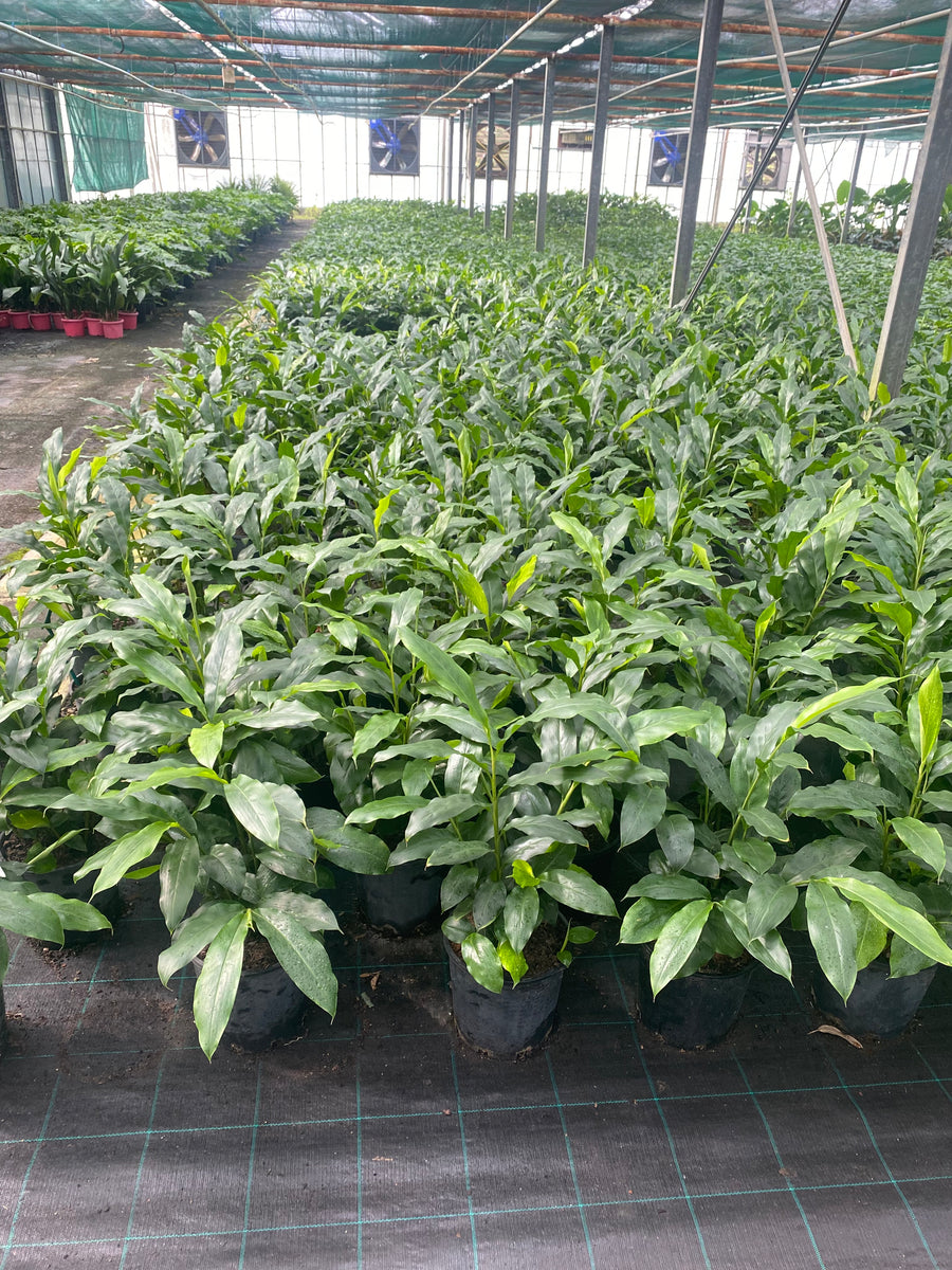 Elettaria cardamomum plant