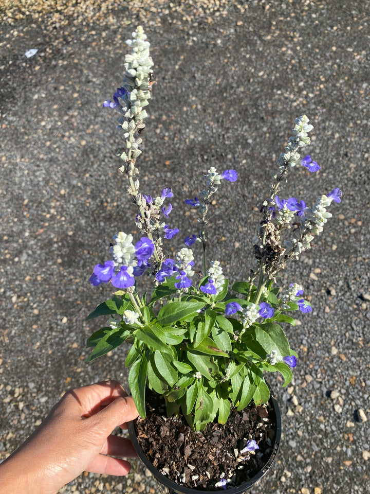Salvia Hybrid