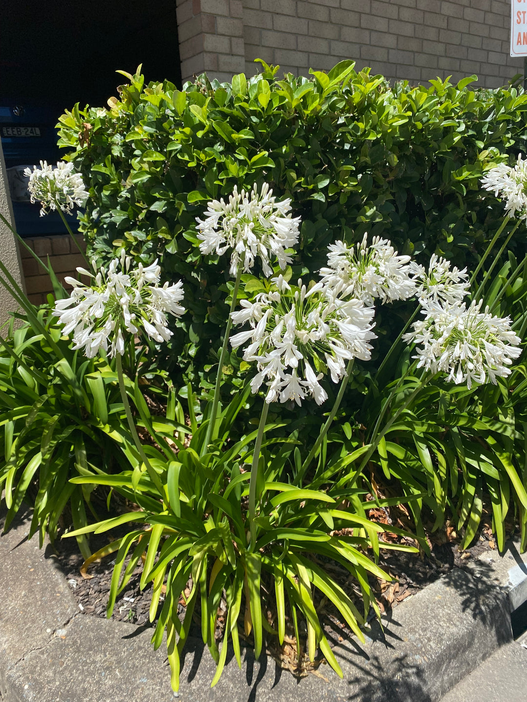 Agapanthus - Blue & White Varieties