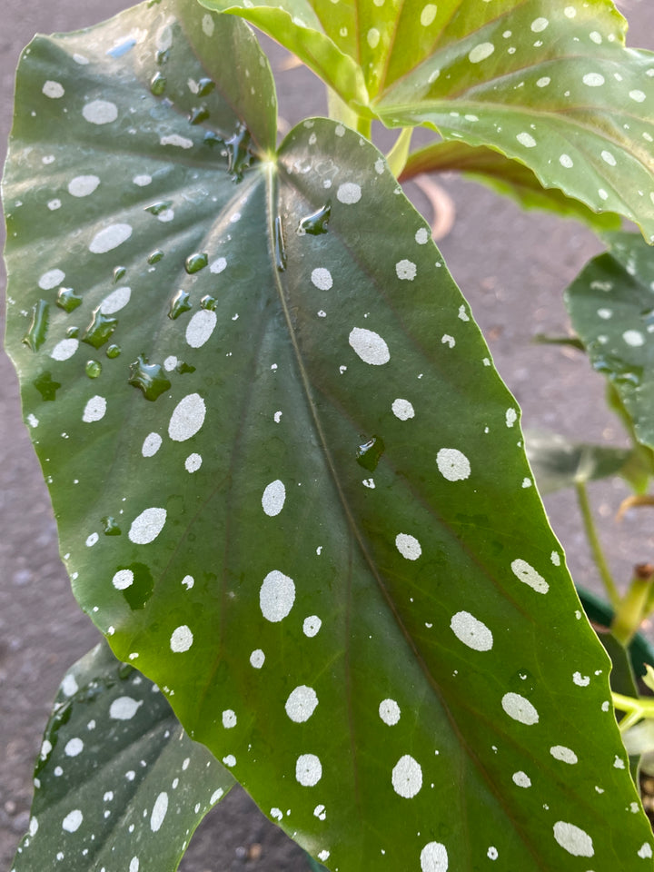 Begonia maculate (Polka Dot Plant)