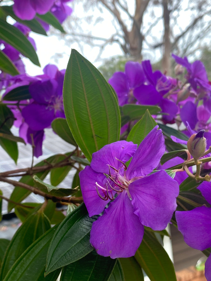 Tibouchina lepidota ‘Alstonville’