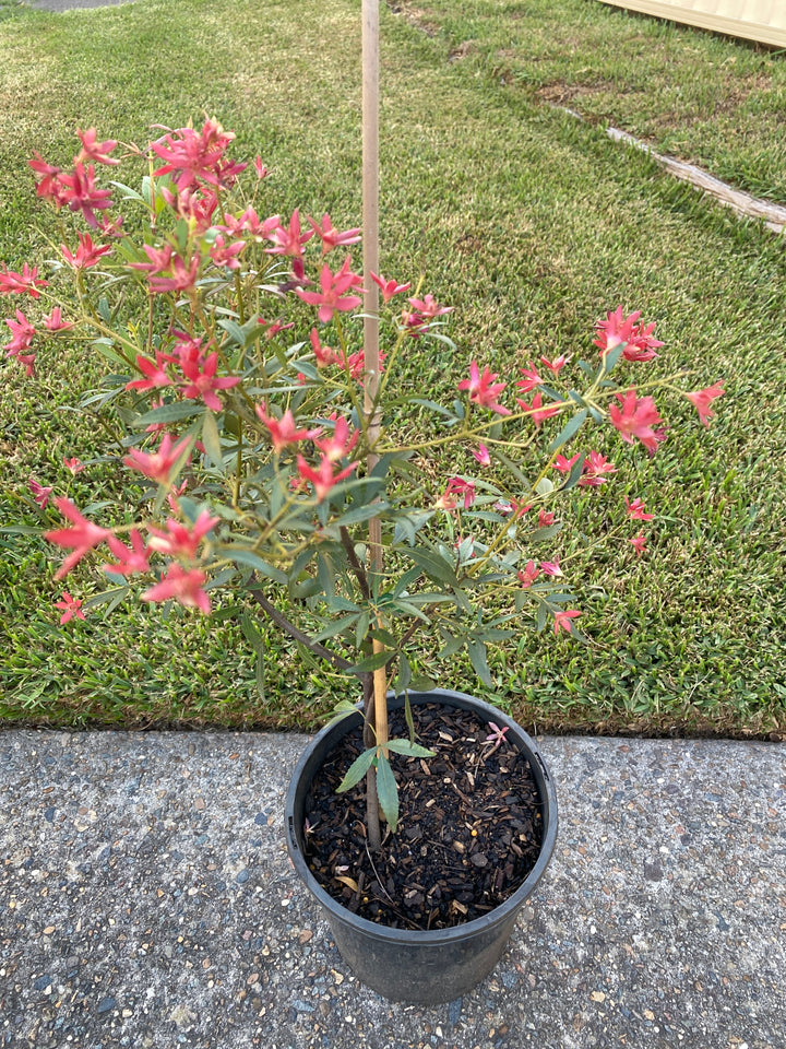 Ceratopetalum gummiferum 'Alberys Red' (NSW Christmas Bush)