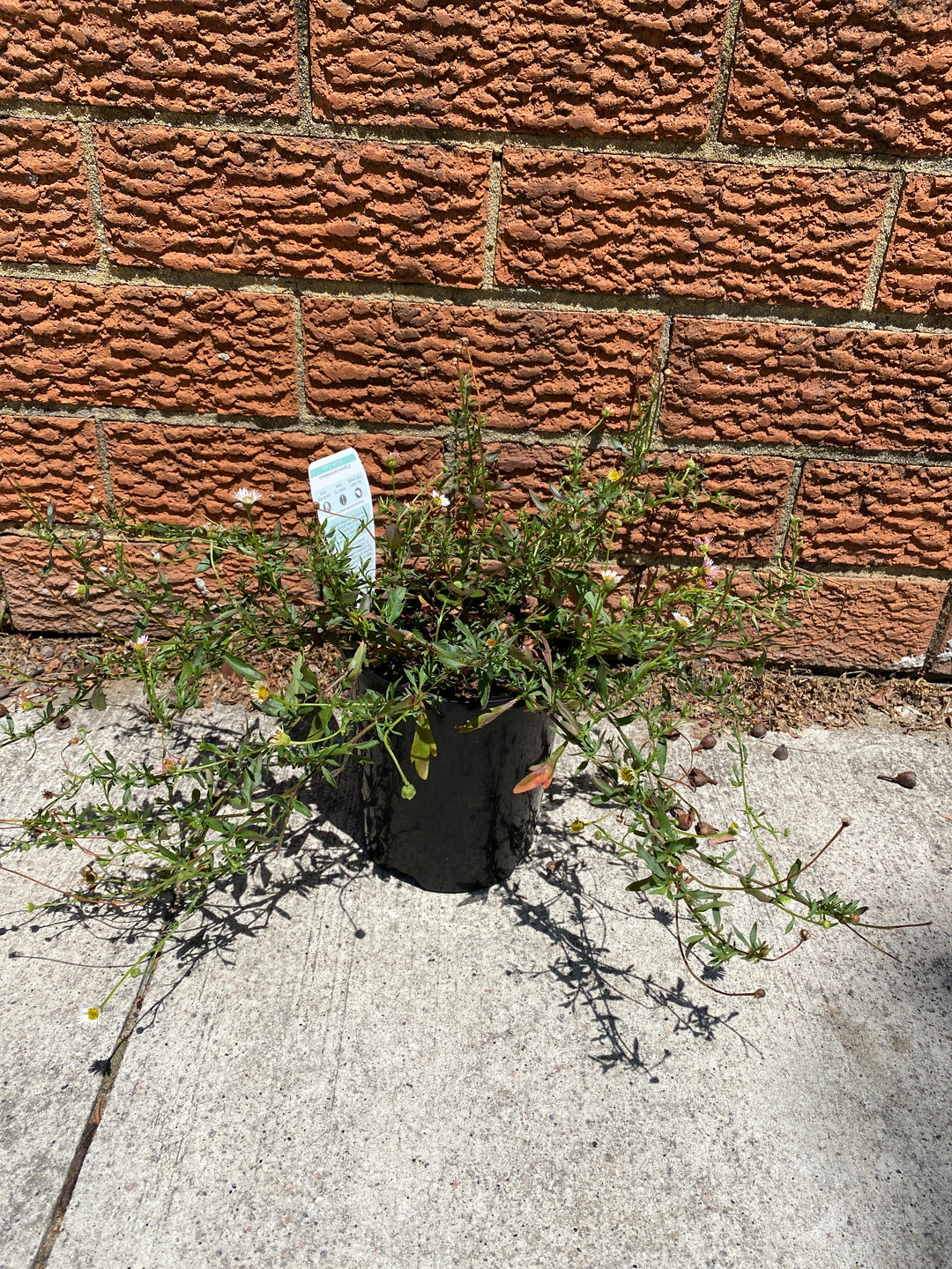 Erigeron karvinskianus