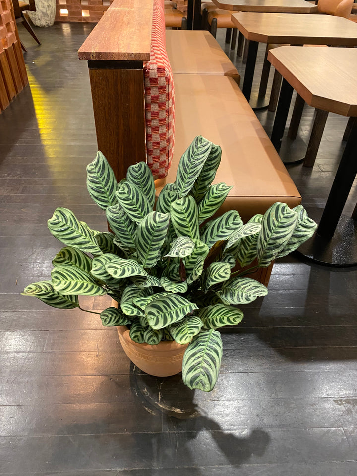 Ctenanthe burle-marxii (Fishbone Prayer Plant)