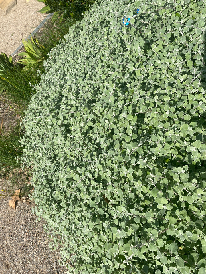 Helichrysum petiolare (Licorice Plant)
