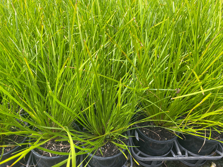Lomandra longifolia 'Tanika' (Basket Grass)