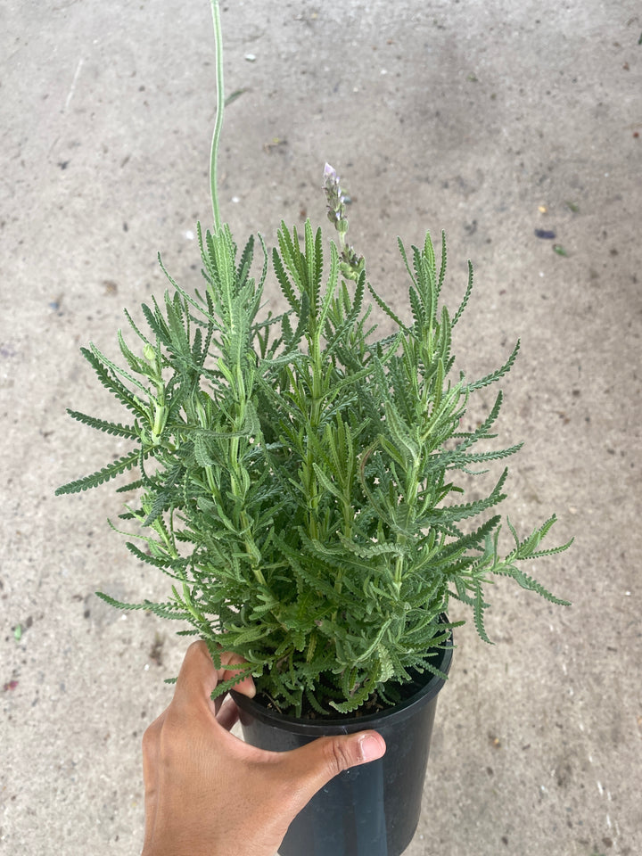 Lomandra longifolia 'Tanika' (Basket Grass)