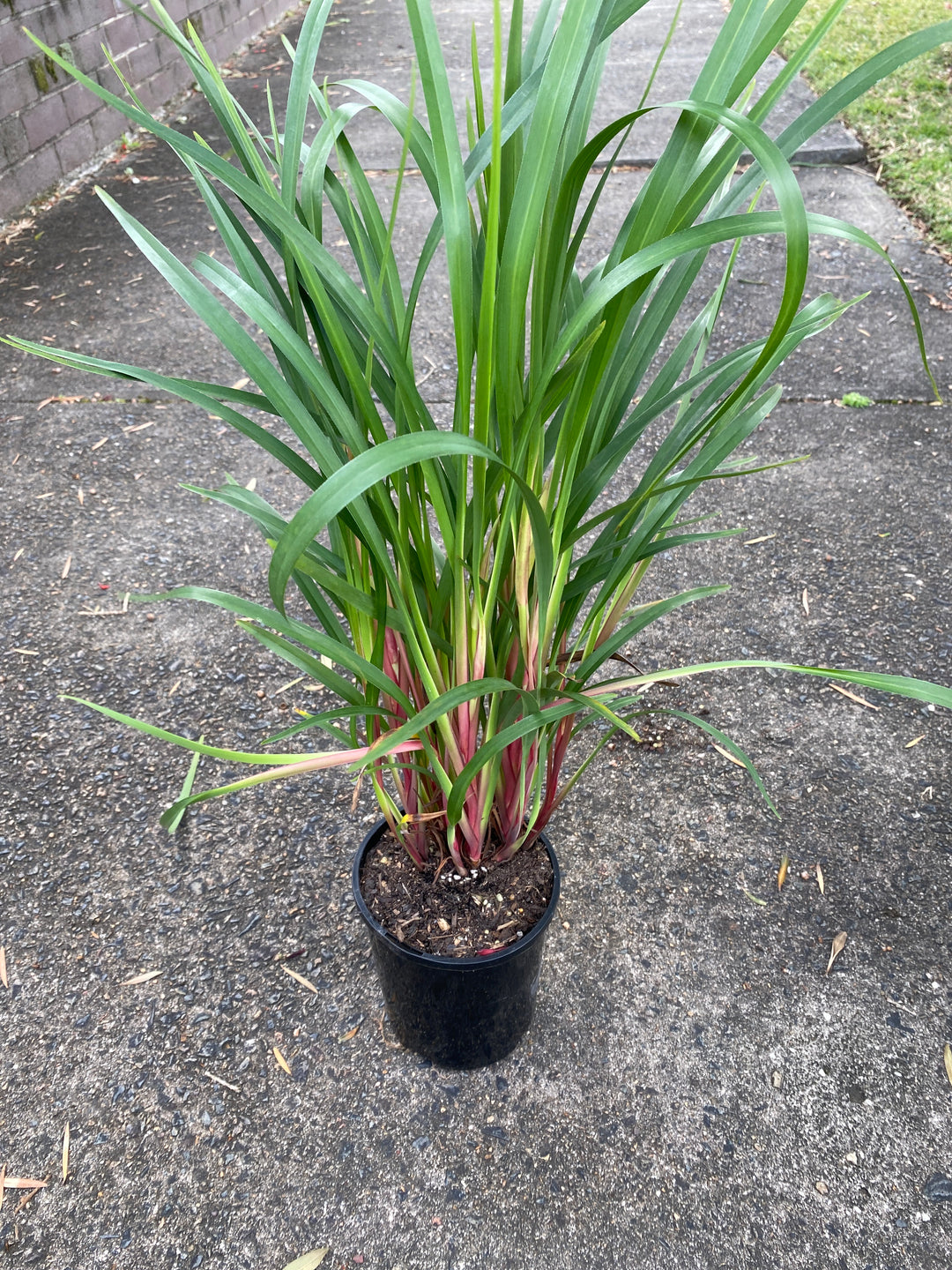 Dianella caerulea (Blue Flax Lily)