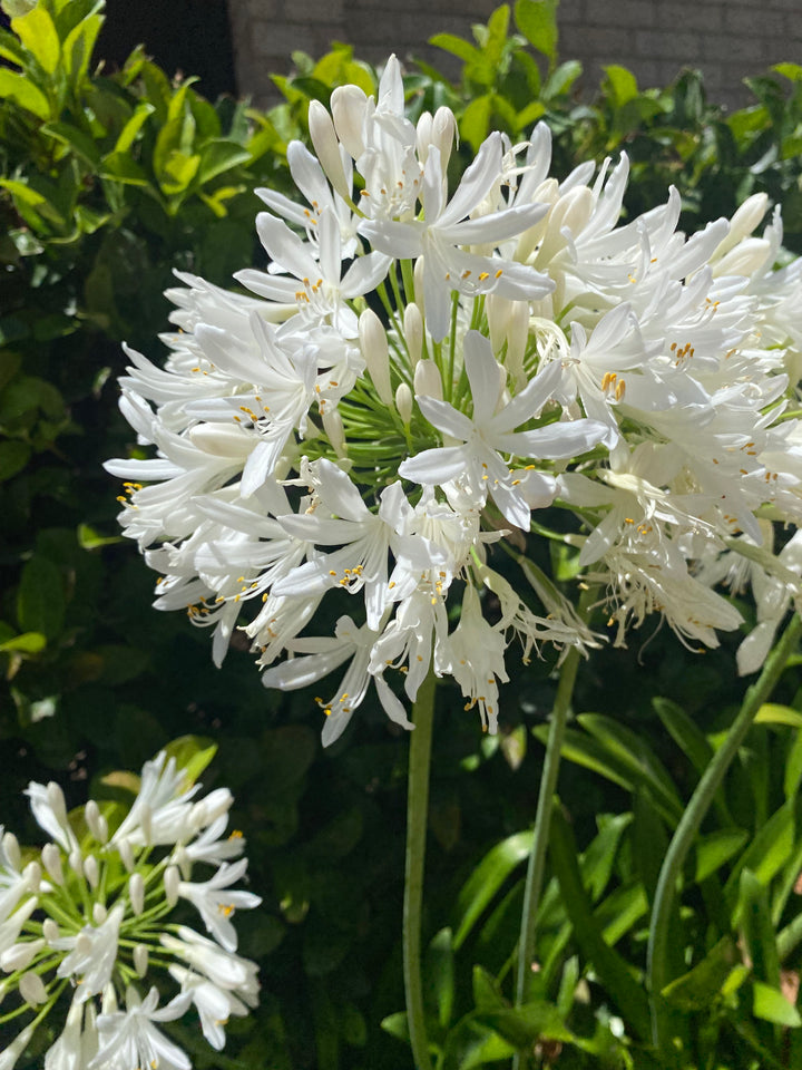 Agapanthus - Blue & White Varieties