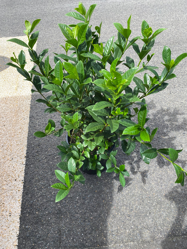 Gardenia augusta ‘Magnifica’