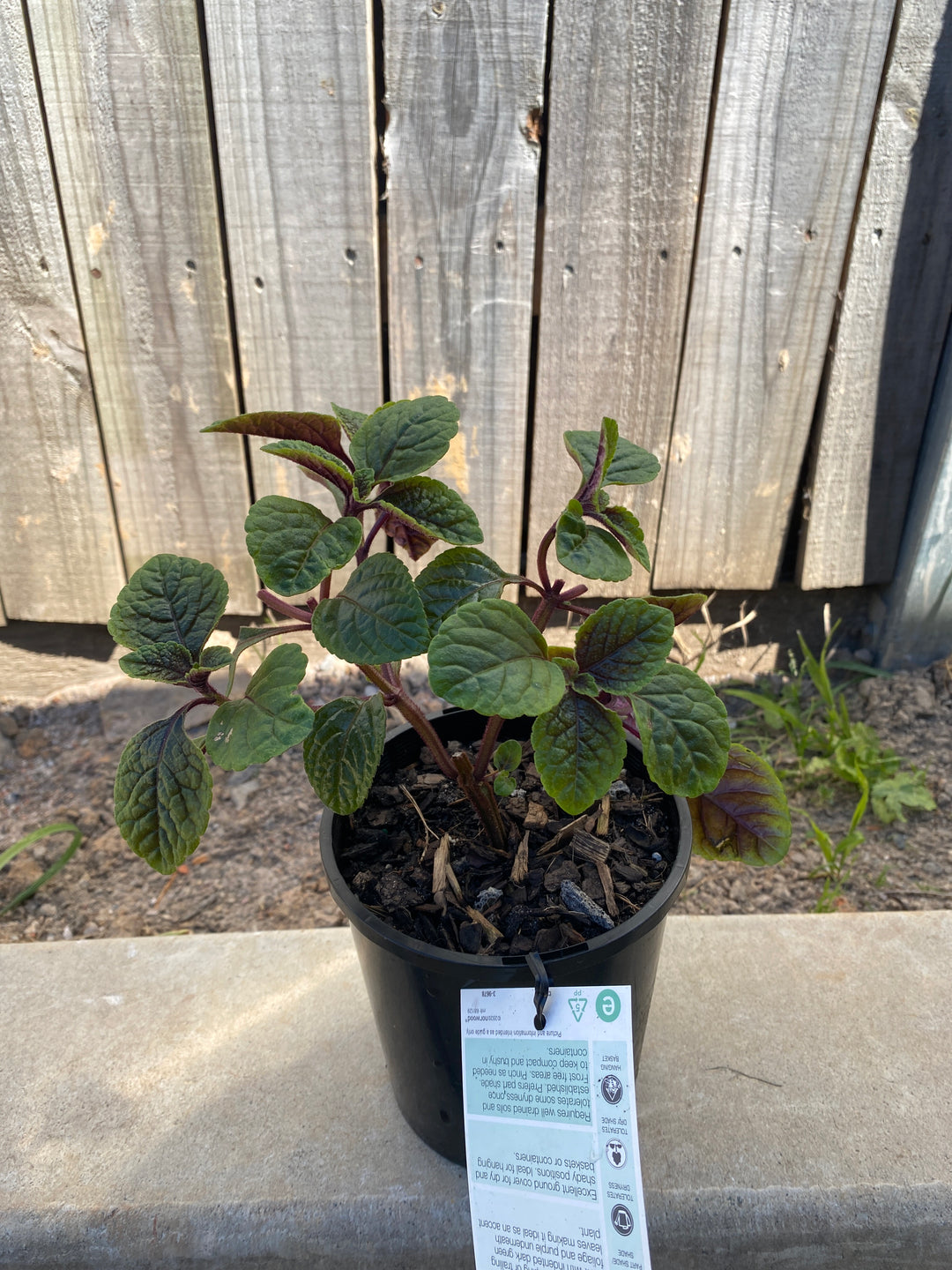 Plectranthus 'Nico'