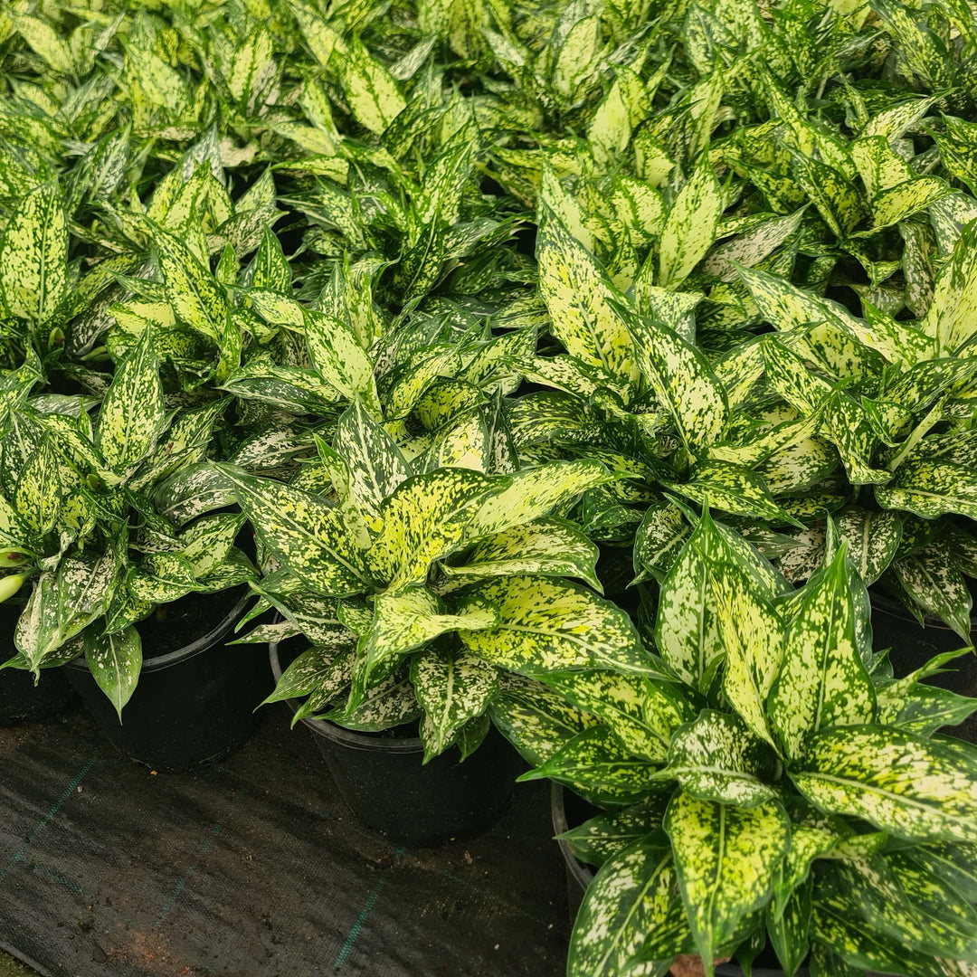 Aglaonema Thai Snowflake speckled leaves