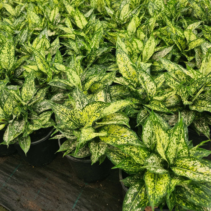 Aglaonema Thai Snowflake speckled leaves