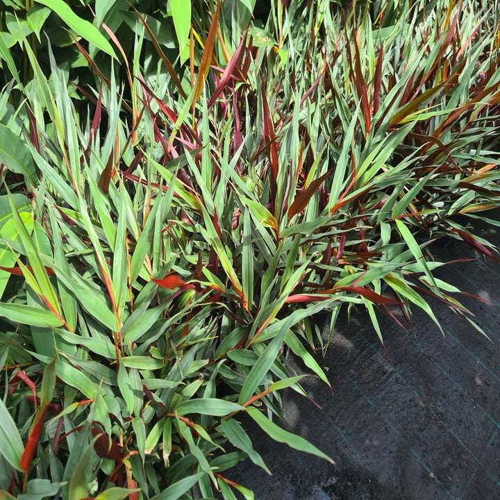 Alpinia-Red-Rubin-200-mm