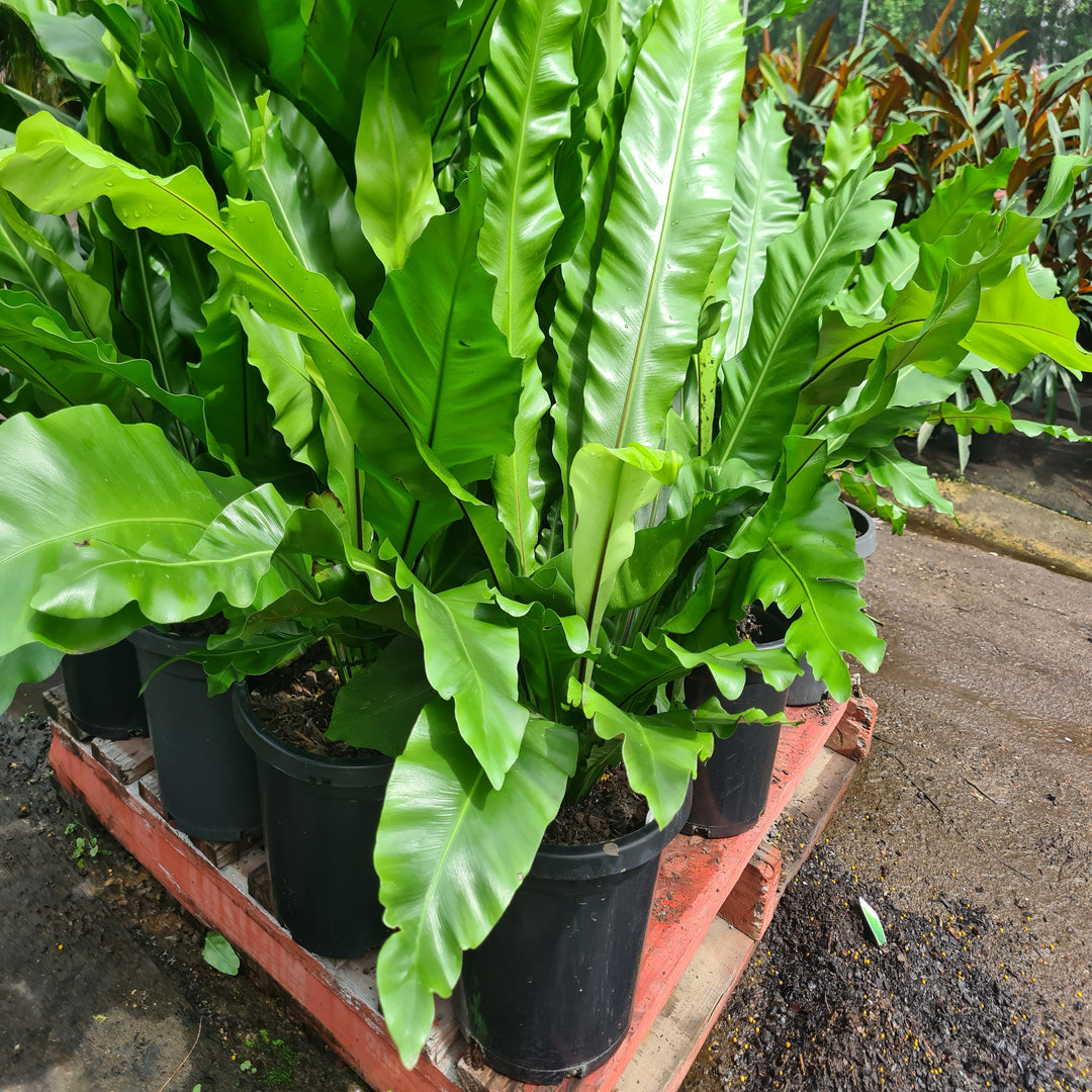 Asplenium-Birds-Nest-300-mm