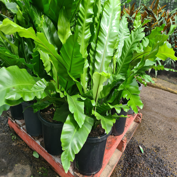 Asplenium-Birds-Nest-300-mm
