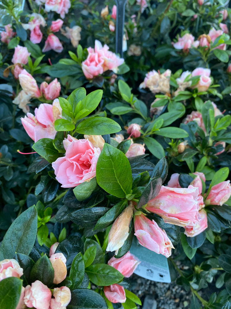 Azalea 'Christine Matton' I Order Online I The Australian Plant Shop
