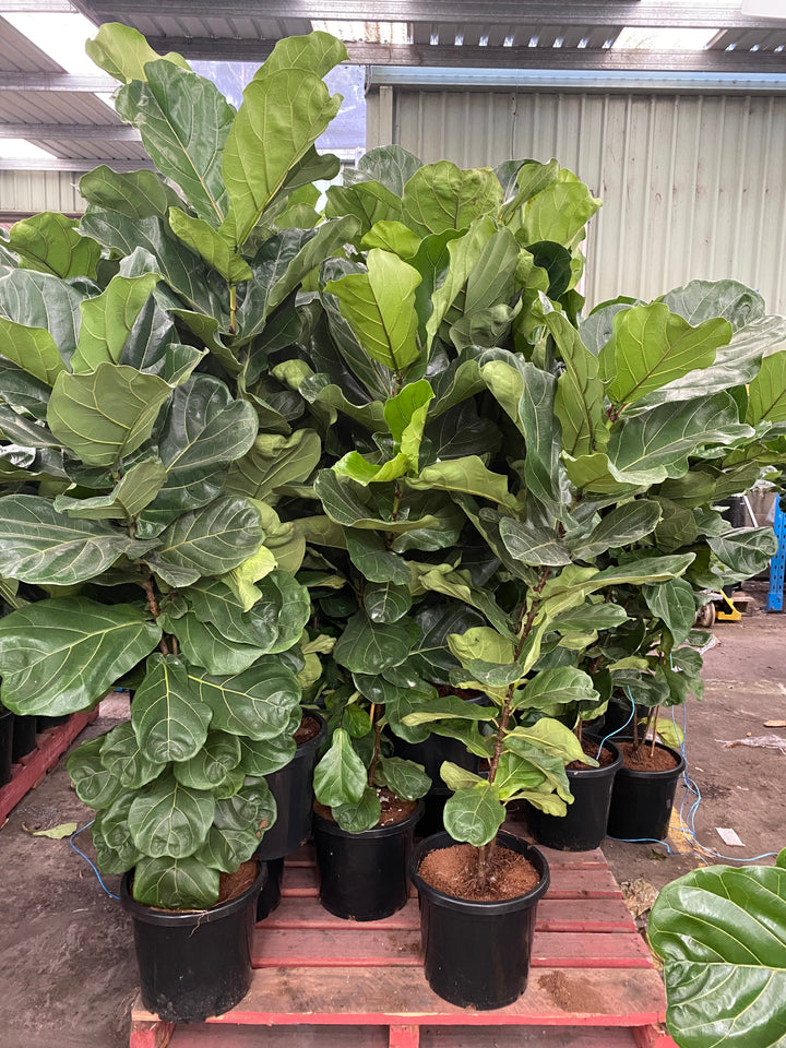 Ficus lyrata (Fiddle Leaf Fig Tree)