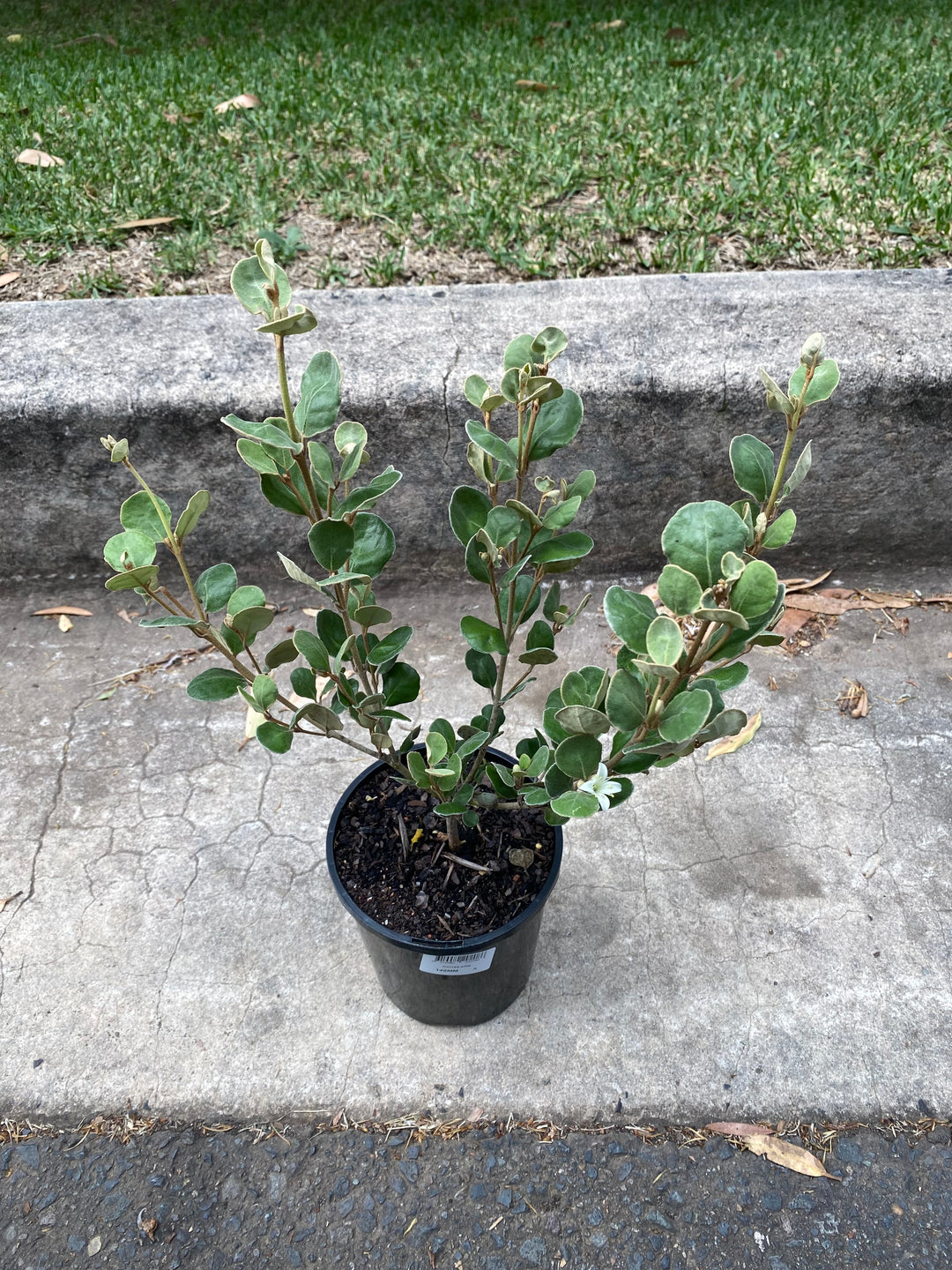 Correa alba – White Correa Plant