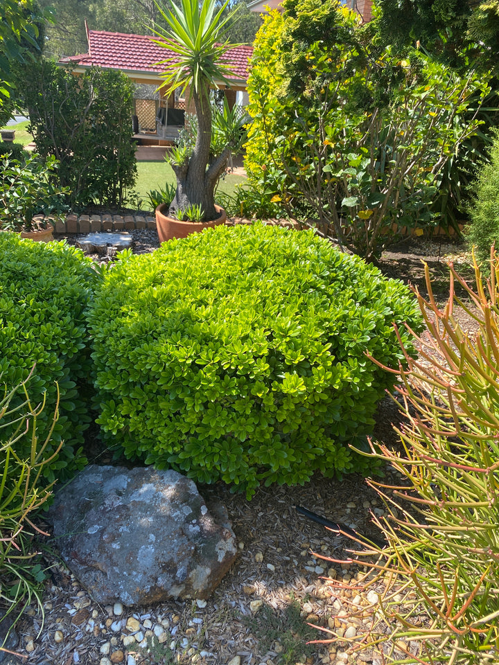 Pittosporum 'Miss Muffett' (Dwarf Pittosporum)
