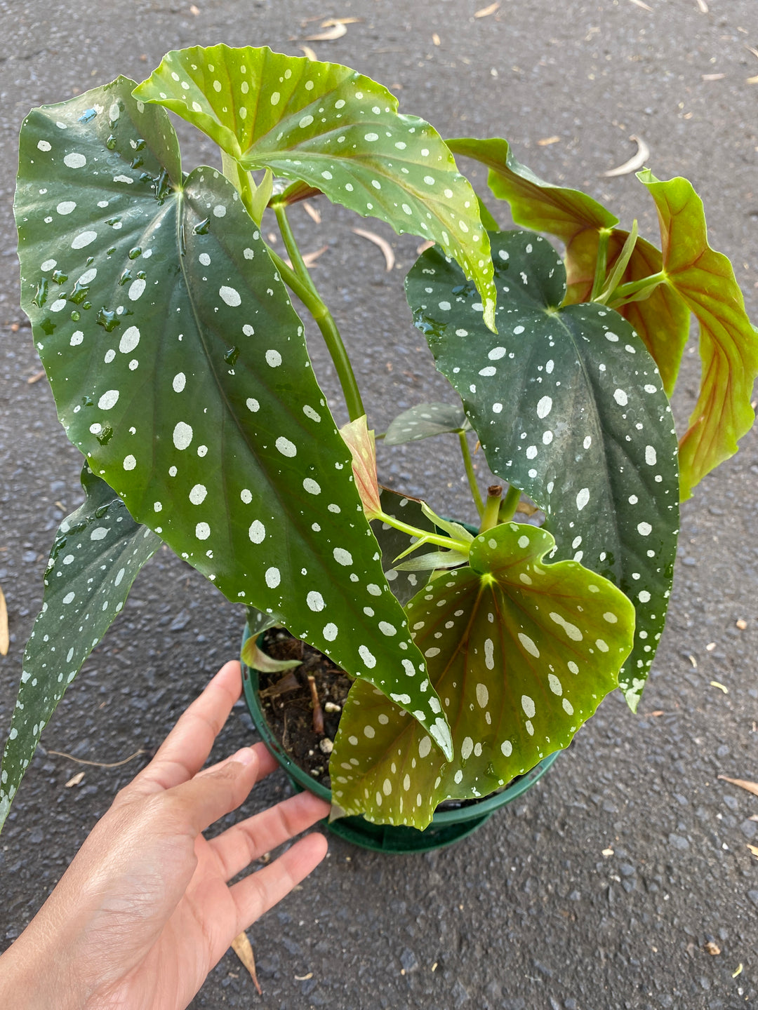 Begonia maculate (Polka Dot Plant)