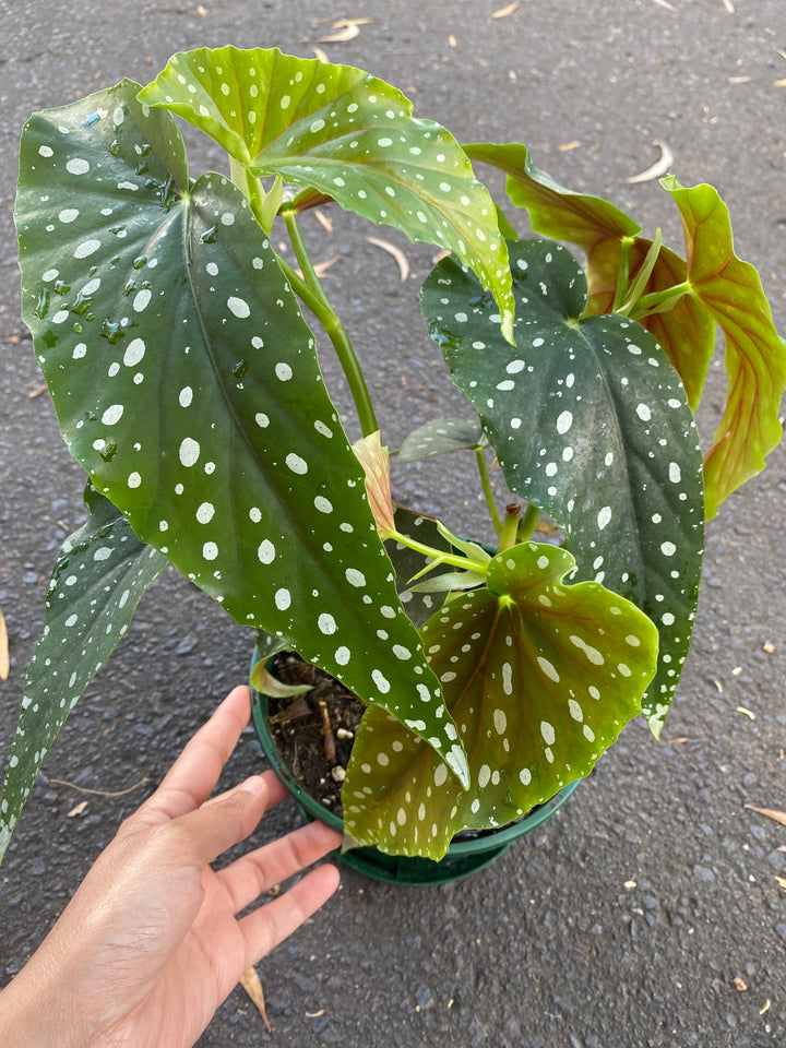 Begonia maculate (Polka Dot Plant)