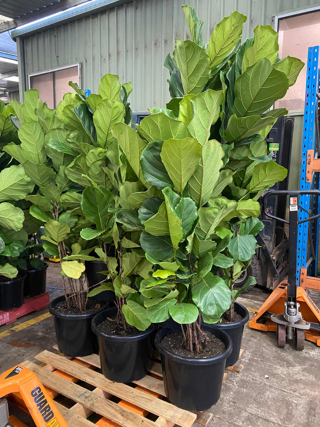 Ficus lyrata (Fiddle Leaf Fig Tree)