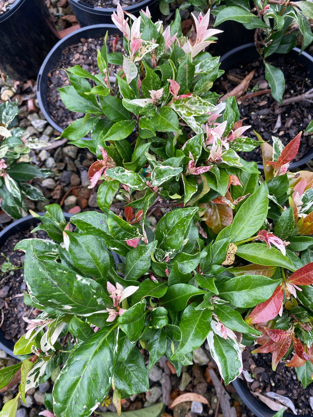 Trachelospermum jasminoides 'Tricolour' (Star Jasmine)