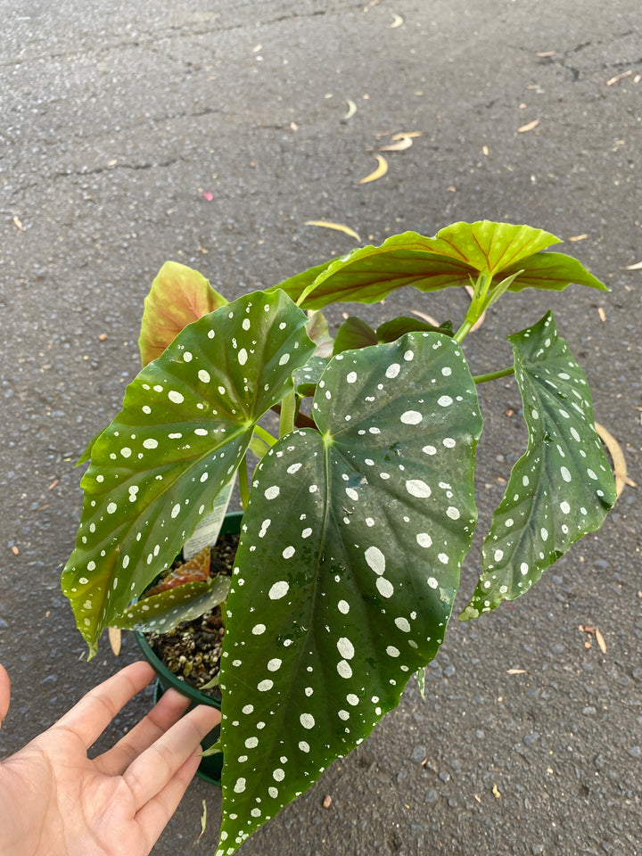 Begonia maculate (Polka Dot Plant)