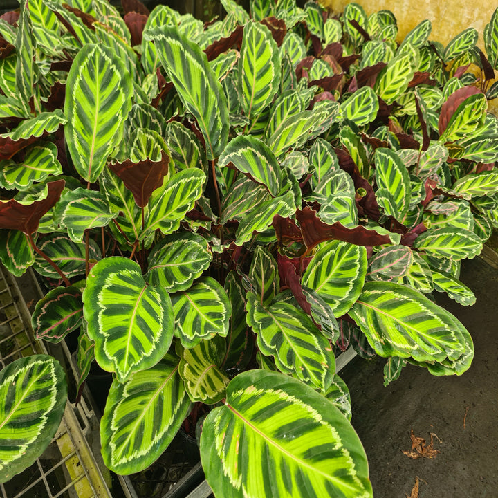 Calathea-Illustris-130-mm