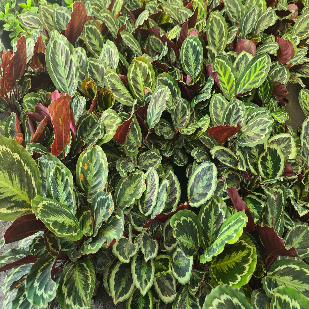 Calathea-Medallion-200-mm