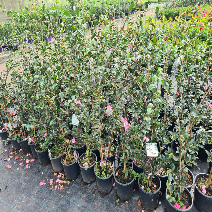 Camellia-Plantation-Pink-200mm