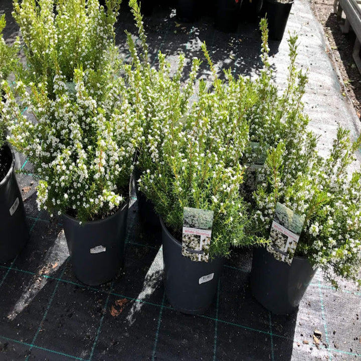 Coleonema (Diosma Plant)