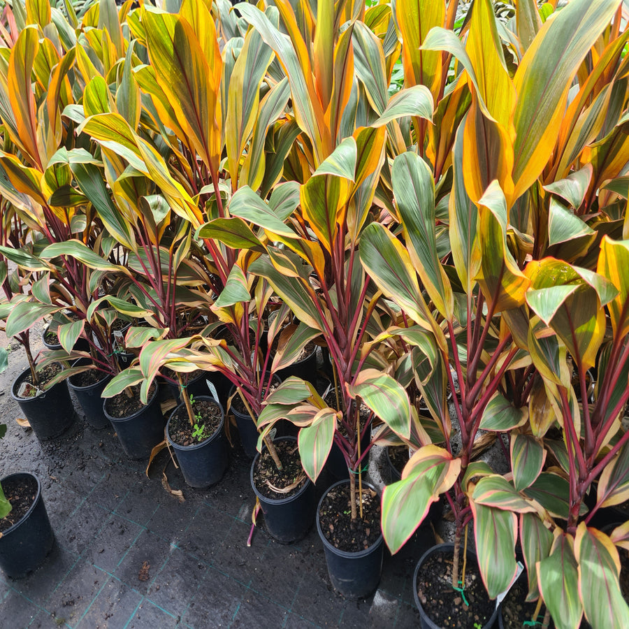 Cordyline-Early-Morning-Diamond-200-mm