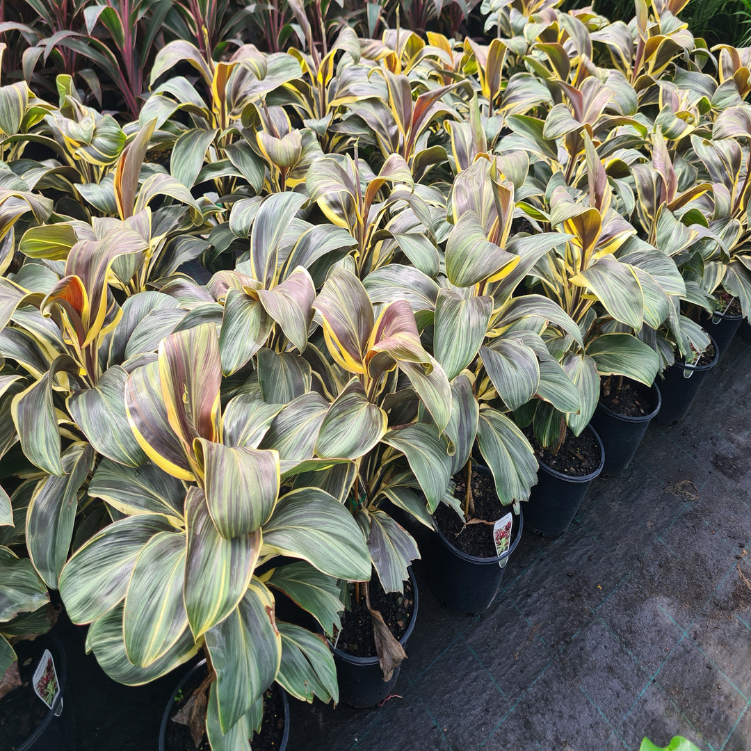 Cordyline-fruticose-Cobra