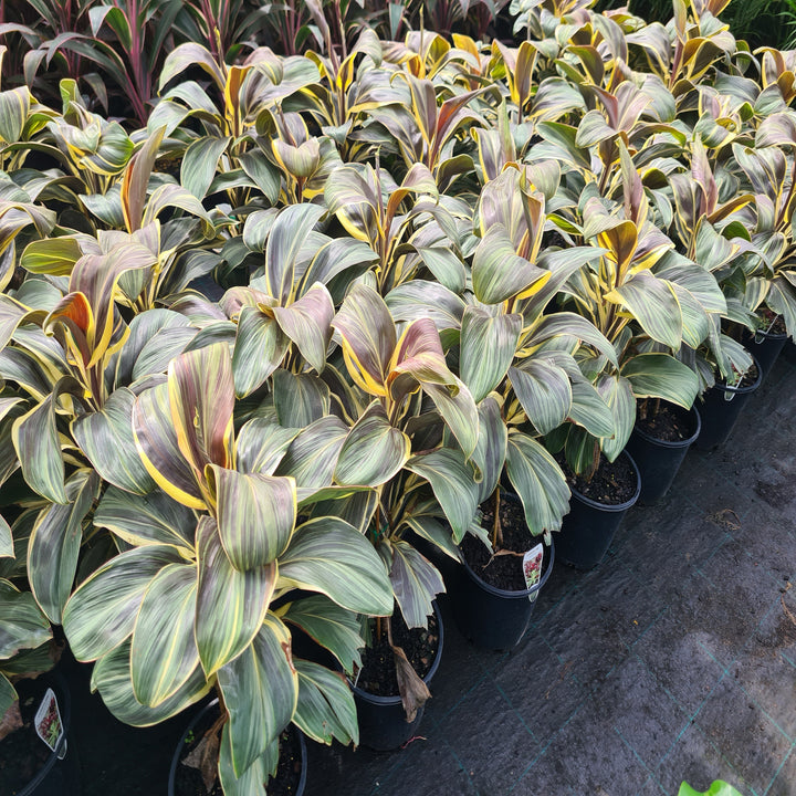 Cordyline-fruticose-Cobra