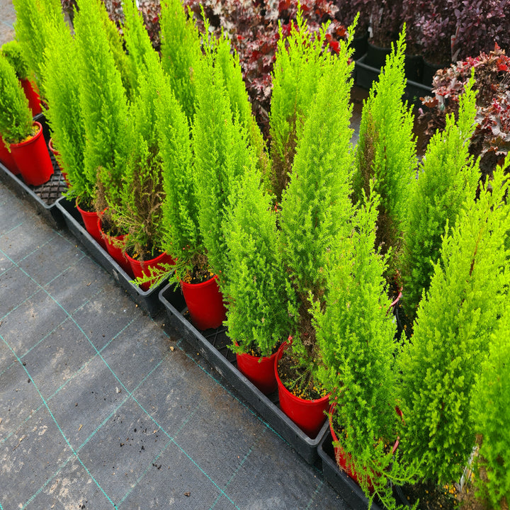 Cupressus-Lemon-Scent-140mm