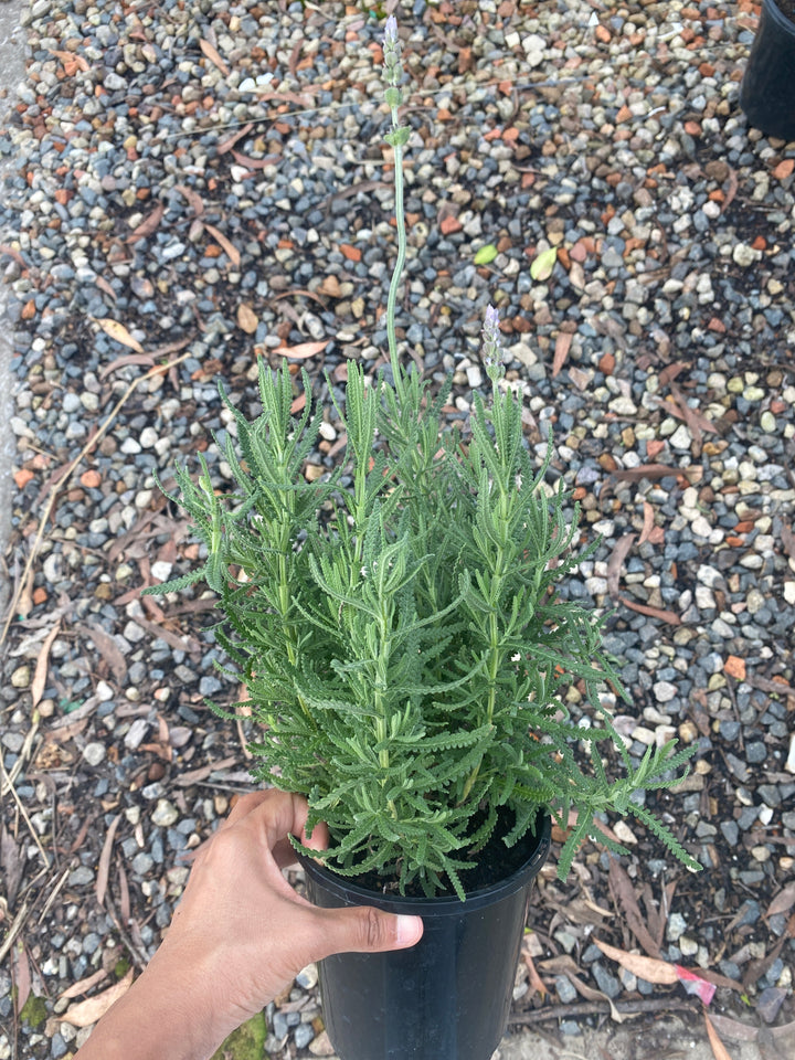 Lavandula dentata (French Lavender)