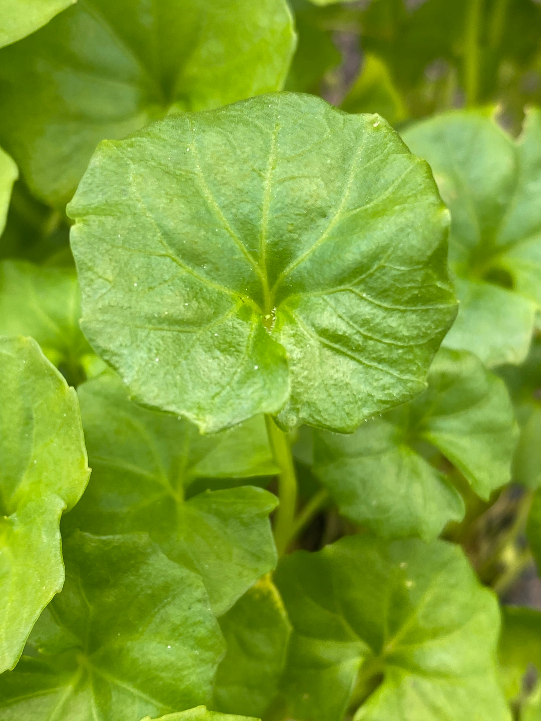 Viola hederacea