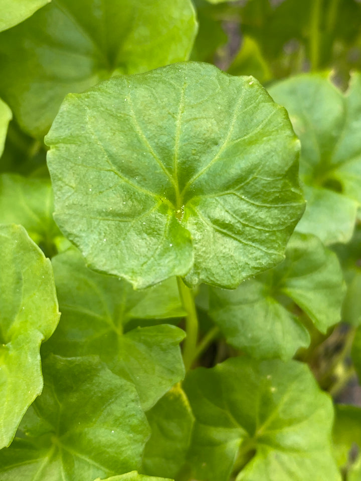 Viola hederacea