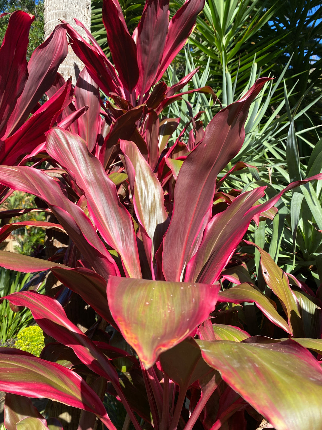 Cordyline fruticosa 'Rubra' (Red Cabbage Palm)