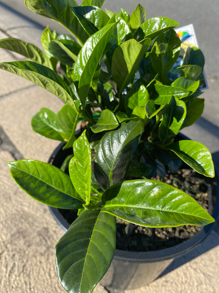 Gardenia Augusta Magnifica