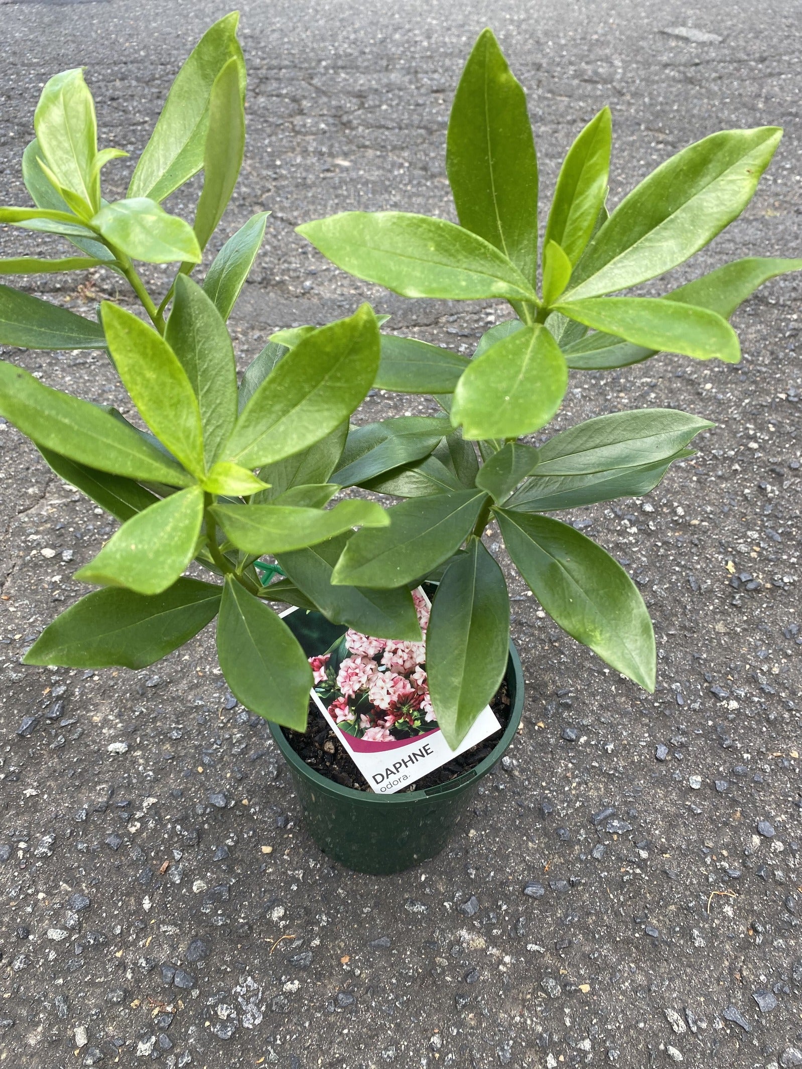 Daphne Odora Winter Daphne I The Australian Plant Shop daphne-odora-winter-daphne-i-the-australian-plant-shop