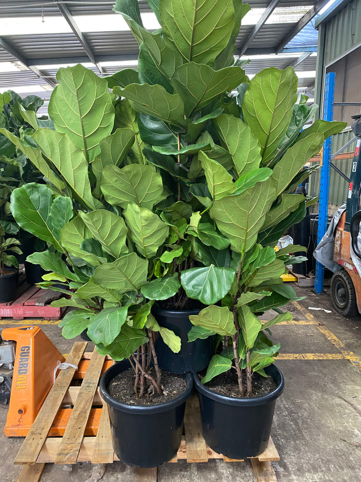 Ficus lyrata (Fiddle Leaf Fig Tree)
