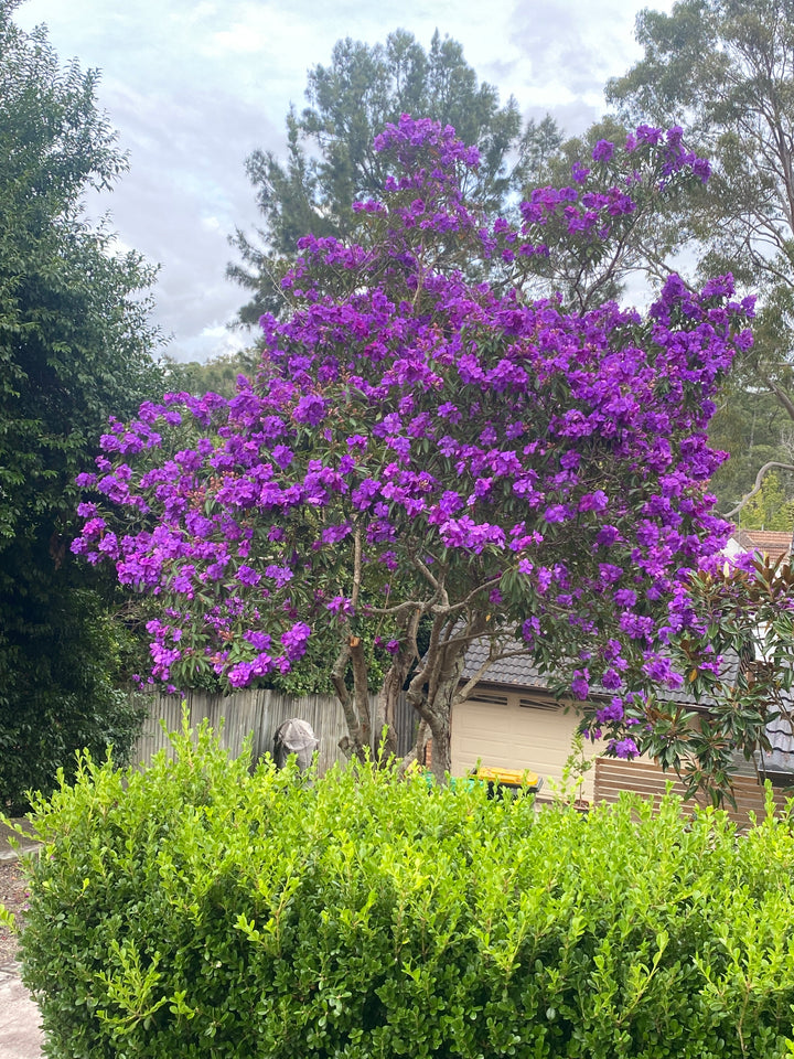 Tibouchina lepidota ‘Alstonville’
