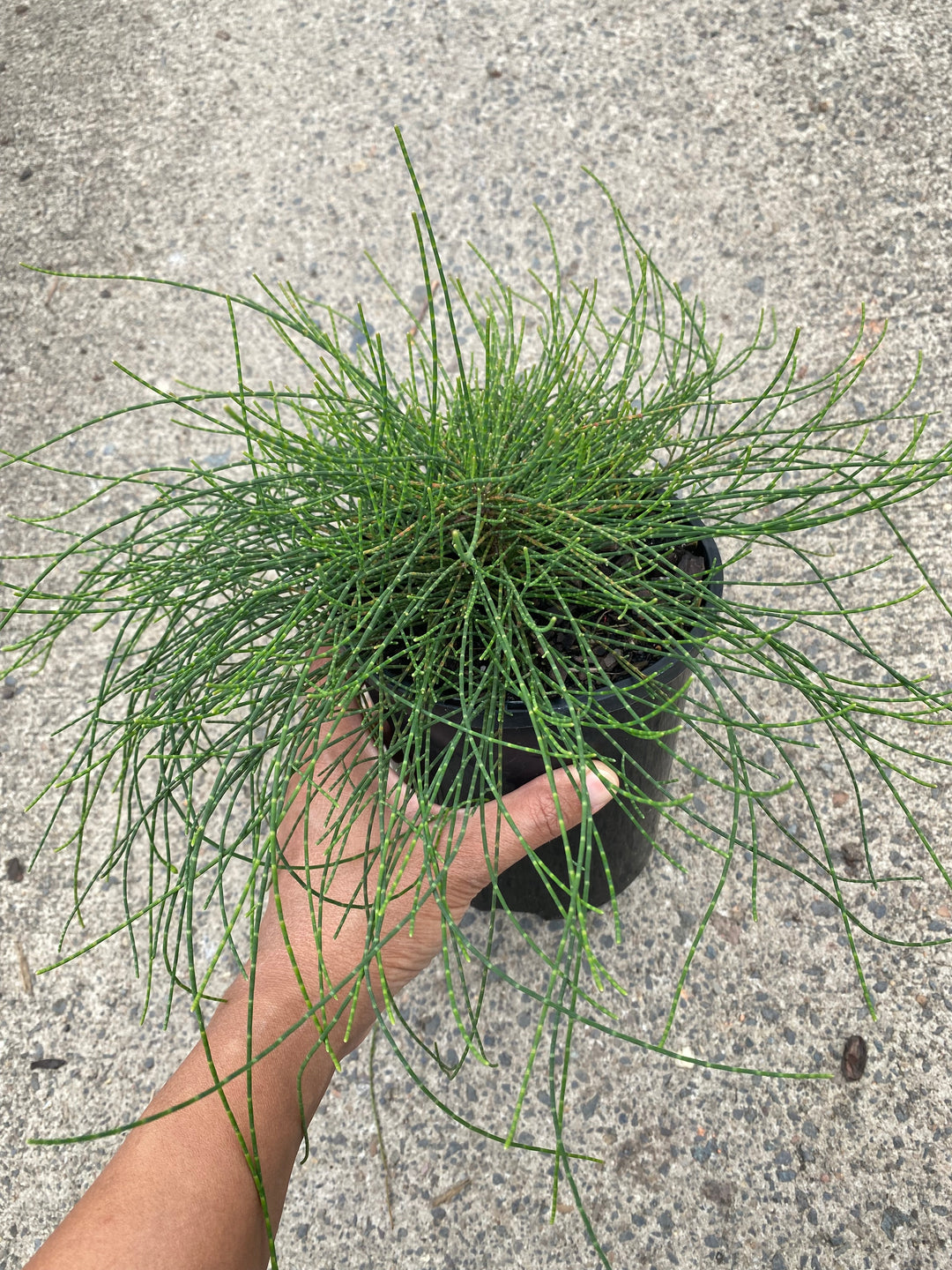 cousin it plant in pot Casuarina glauca 'Cousin It' Plant for Sale – The Australian Plant Shop